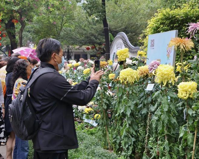 @所有人羊城菊会来啦！就在本周六免费开放！(图5)
