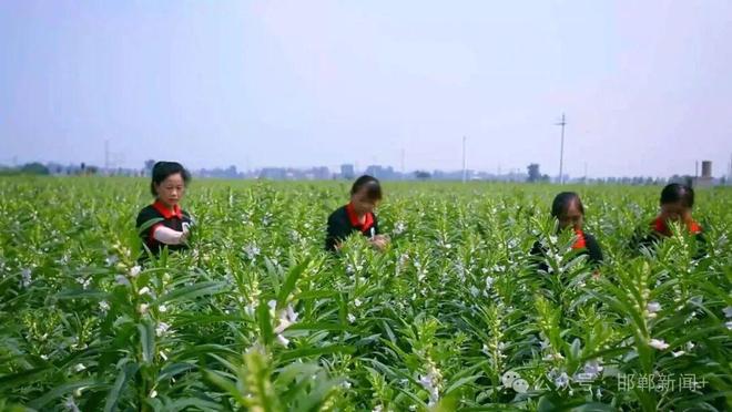 大名一品一播产业园区占地75亩29万方(图6)