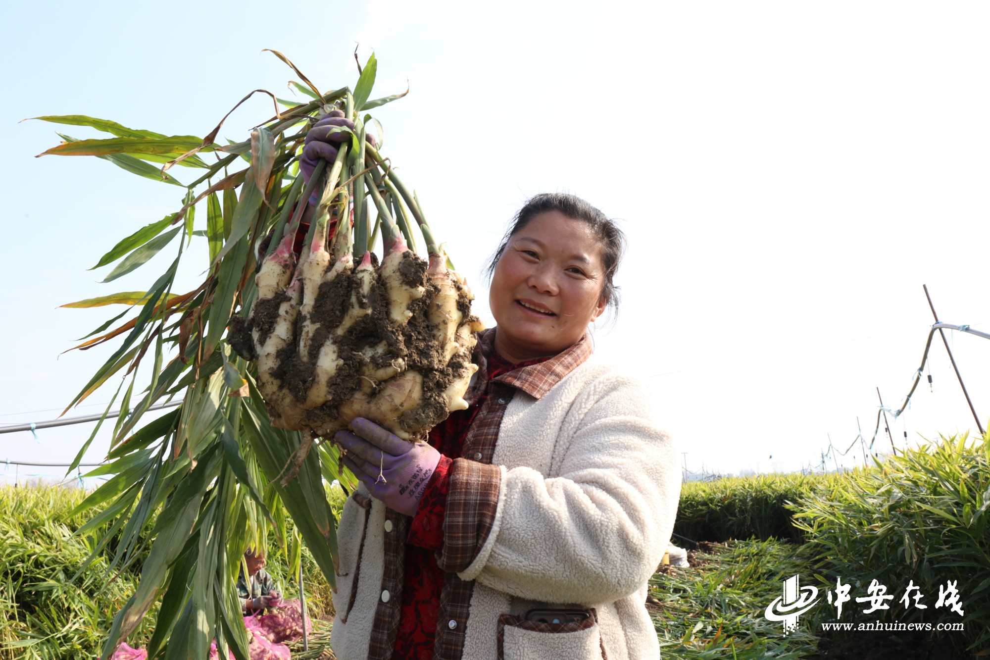“镇”能量｜土坷垃里种出“金疙瘩”(图1)