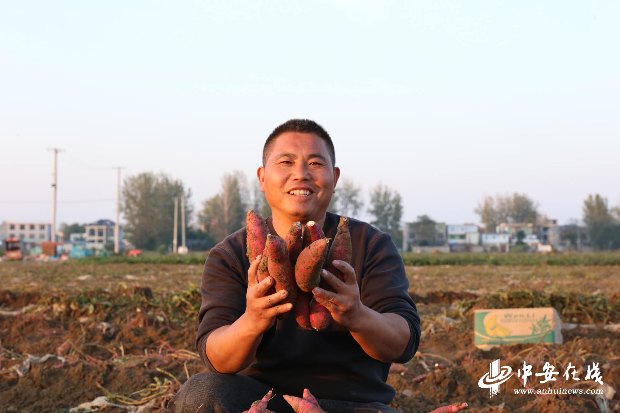 “镇”能量｜土坷垃里种出“金疙瘩”(图3)