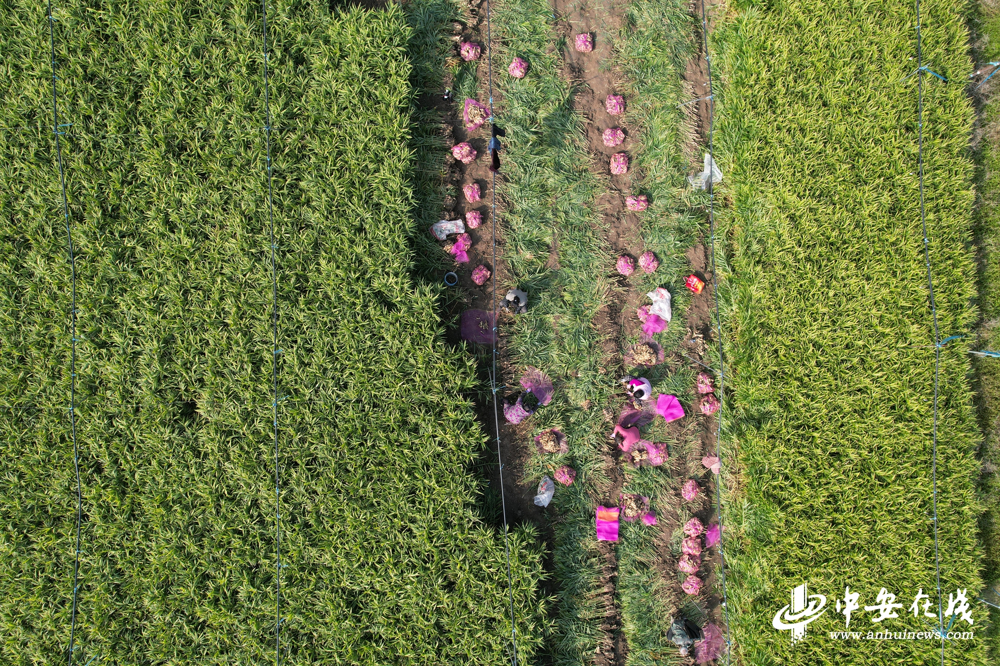 “镇”能量｜土坷垃里种出“金疙瘩”(图2)