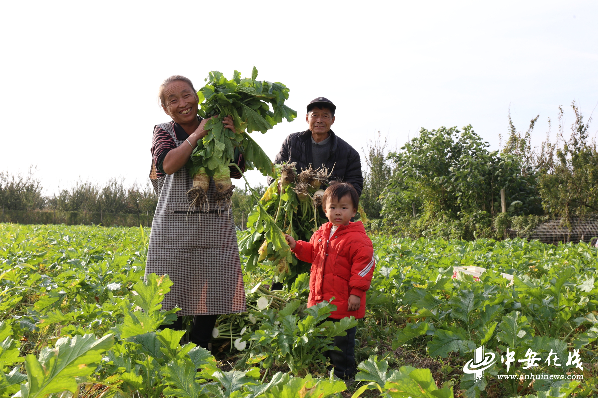 “镇”能量｜土坷垃里种出“金疙瘩”(图5)