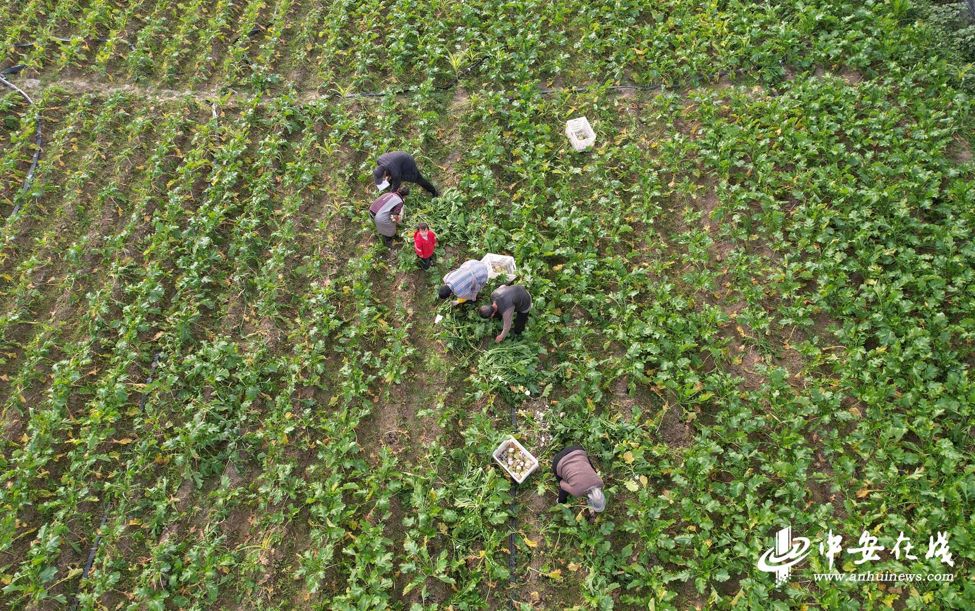 “镇”能量｜土坷垃里种出“金疙瘩”(图6)